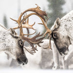 Échantillon de murale autocollante Caribou de la forêt - Décor ImpriméÉchantillonsDécor Imprimé
