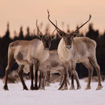 Échantillon de murale autocollante Caribou de la toundra - Décor ImpriméÉchantillonsDécor Imprimé