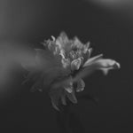 Échantillon de murale autocollante Chrysanthème - Décor ImpriméÉchantillonsDécor Imprimé