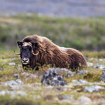 Échantillon de murale autocollante Muskox 01 - Décor ImpriméÉchantillonsDécor Imprimé