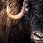 Échantillon de murale autocollante Muskox 02 - Décor ImpriméÉchantillonsDécor Imprimé