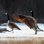 Échantillon de murale autocollante Oiseaux d'hiver - Décor ImpriméÉchantillonsDécor Imprimé